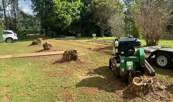 tree-removal-company-hobart