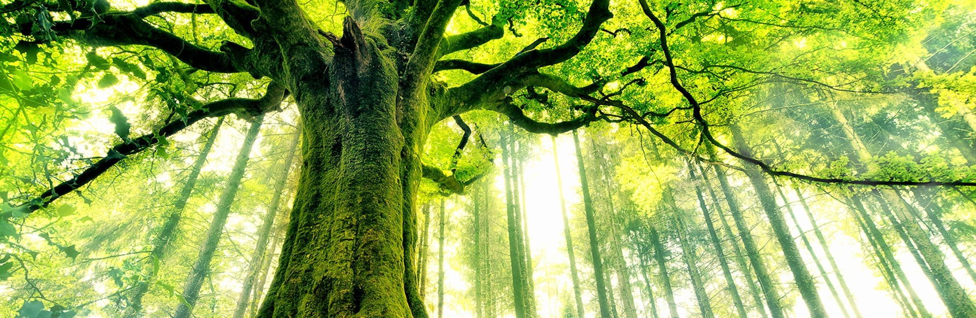 tree arborist hobart