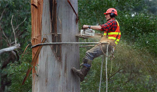 tree-felling-removal-hobart