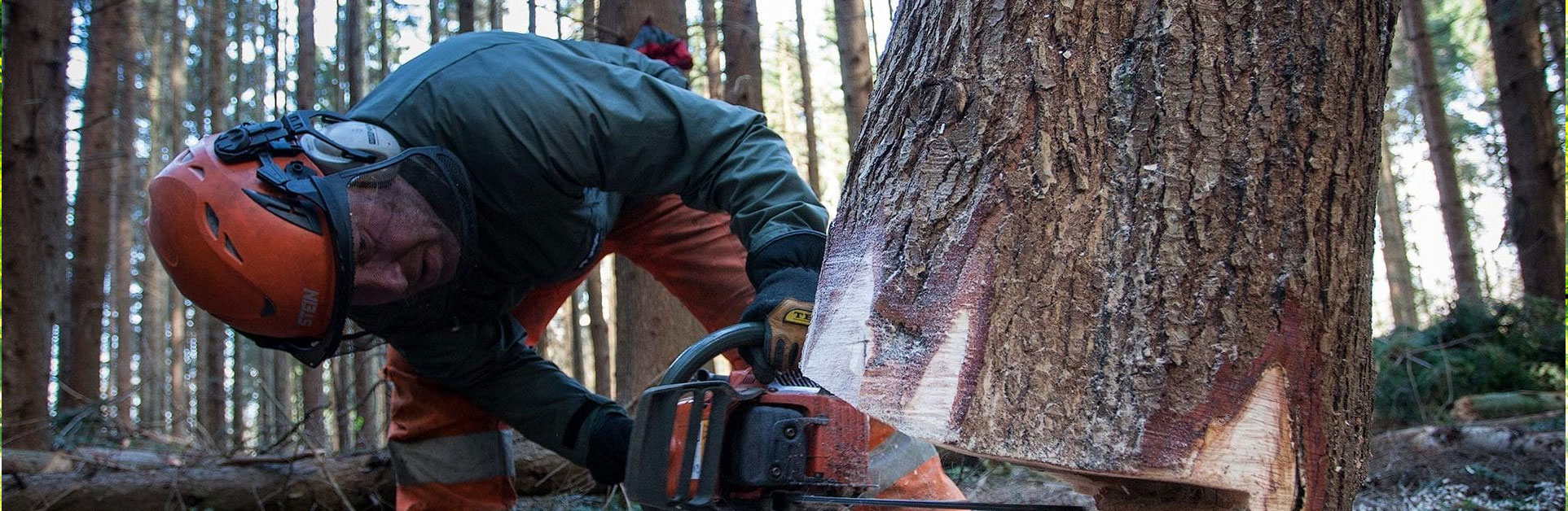Tree Felling hobart