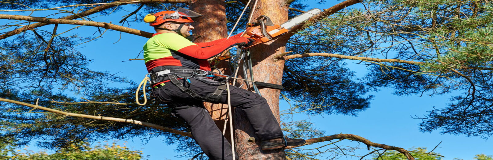 tree-pruning