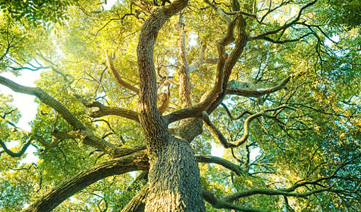 tree-shaping-hobart