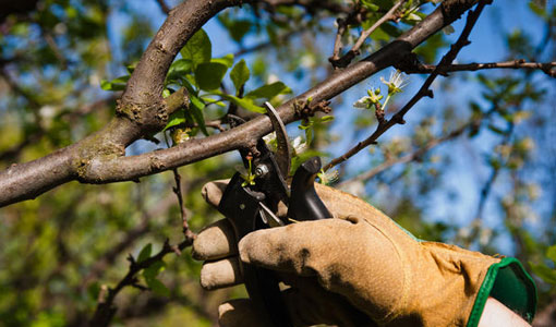 tree-surgery-hobart