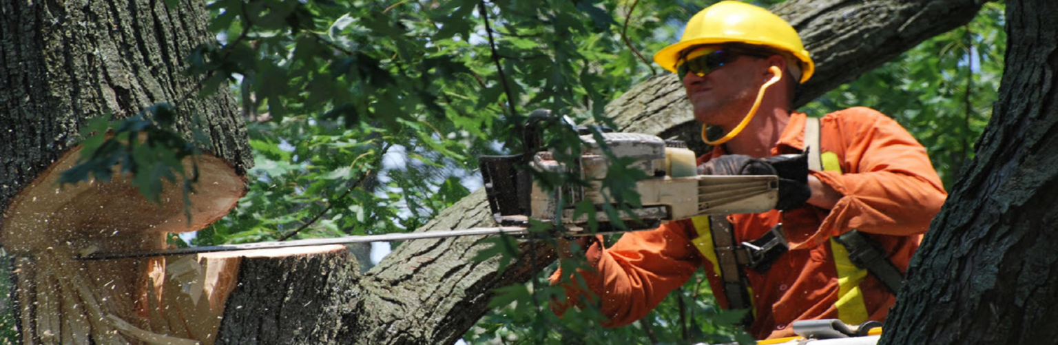 Tree Removal Hobart Stump Removal Hobart Trees Southern Tasmania