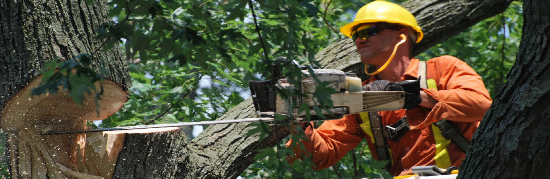 tree-removal-hobart