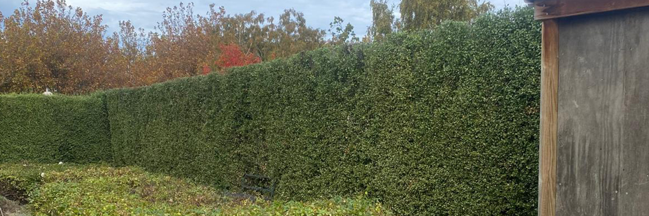 Hedge Trimming