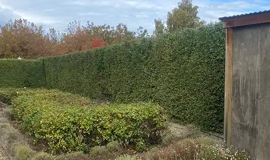 Professional hedge trimming service