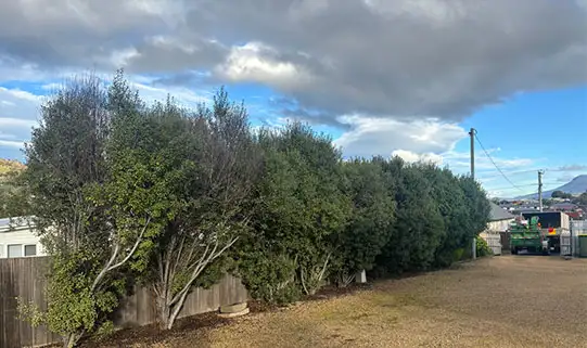 Powerline clearance service