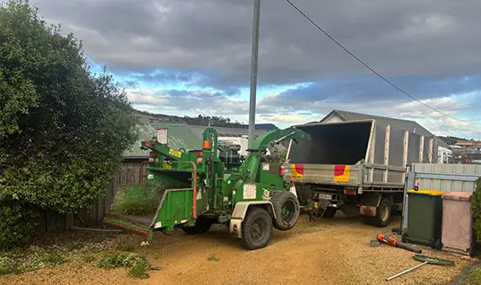 Arborist felling a tall tree section by section
