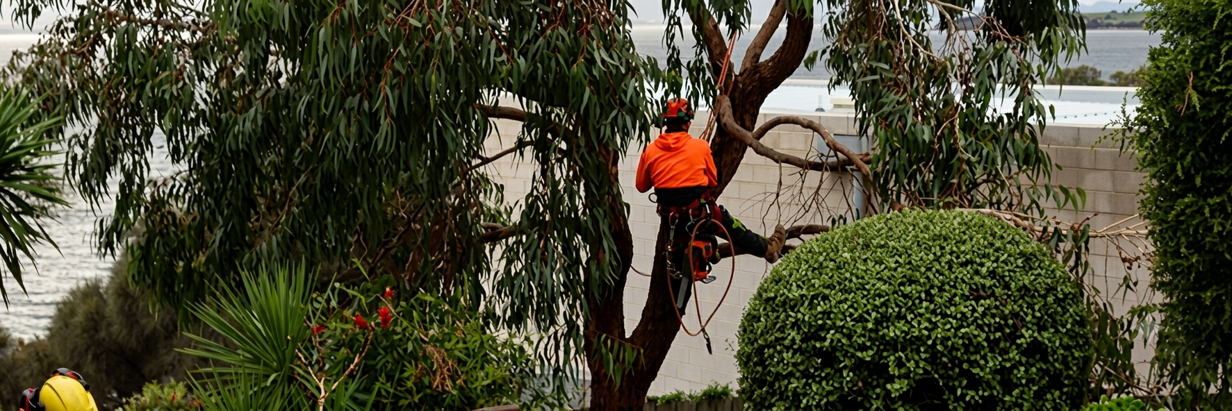 Tree Pruning Moonah