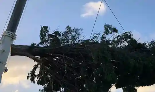 Stump grinding machine removing a tree stump