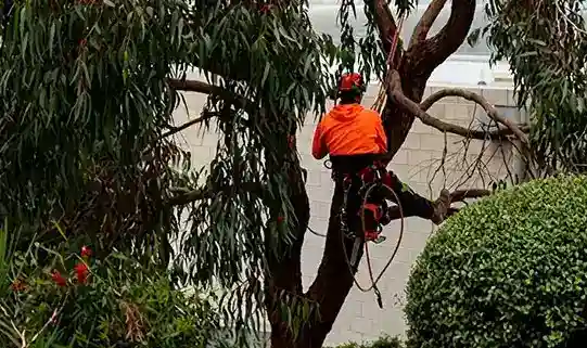 Arborist pruning a tree branch with shears